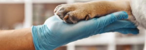 Veterinarian Tech